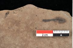 Foto (Detailansicht) von Asterocalyx styriacus Ettingshausen (NHMW-GEO-2024-0188-0414)